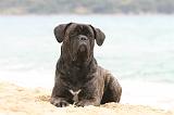 CANE CORSO 598